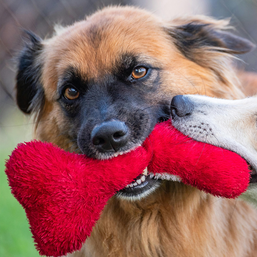 Pet Store Testimonial Dog